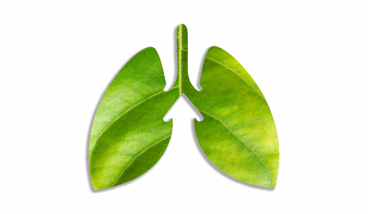 Bronchien mit Atemwegserkrankung