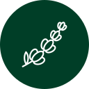 Icon Lavendel